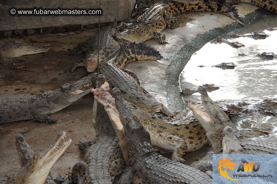 Crocodile Farm