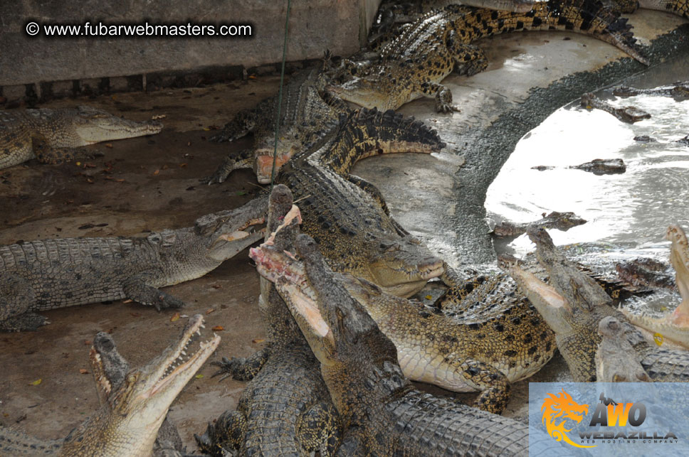 Crocodile Farm