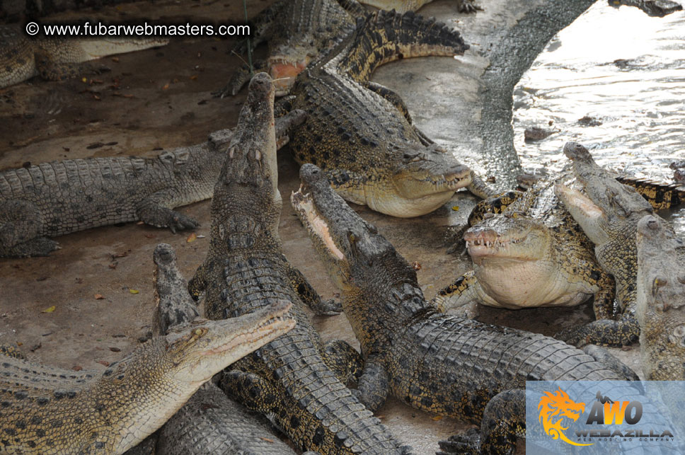 Crocodile Farm