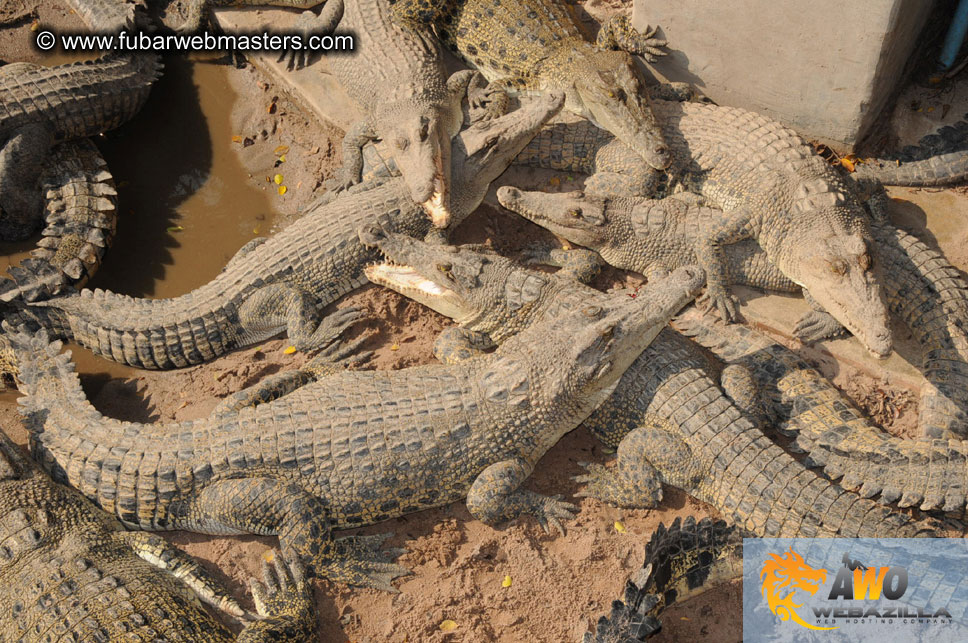 Crocodile Farm