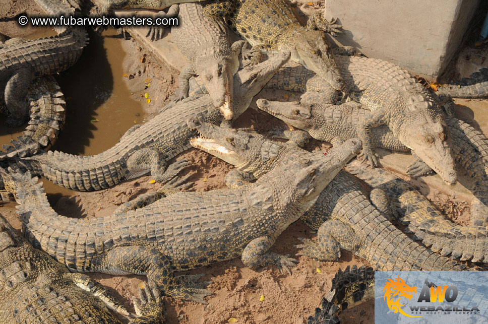 Crocodile Farm