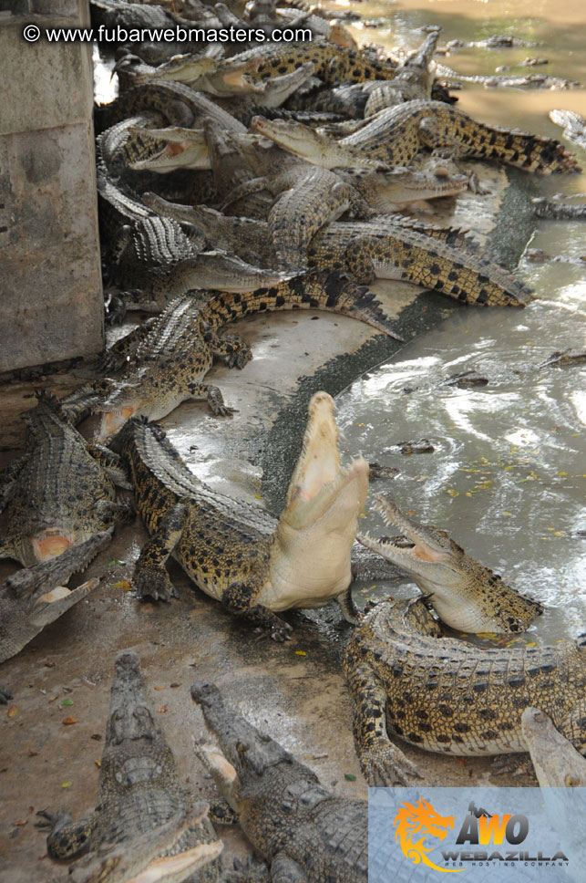 Crocodile Farm