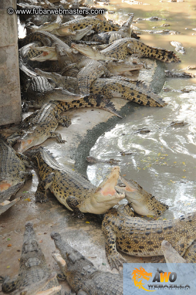 Crocodile Farm