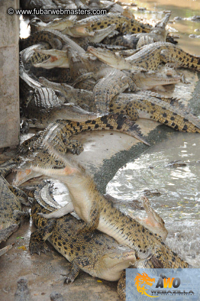 Crocodile Farm