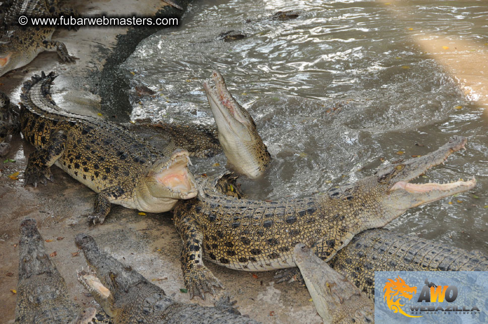 Crocodile Farm