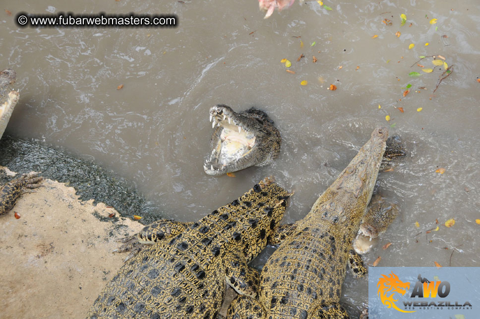 Crocodile Farm