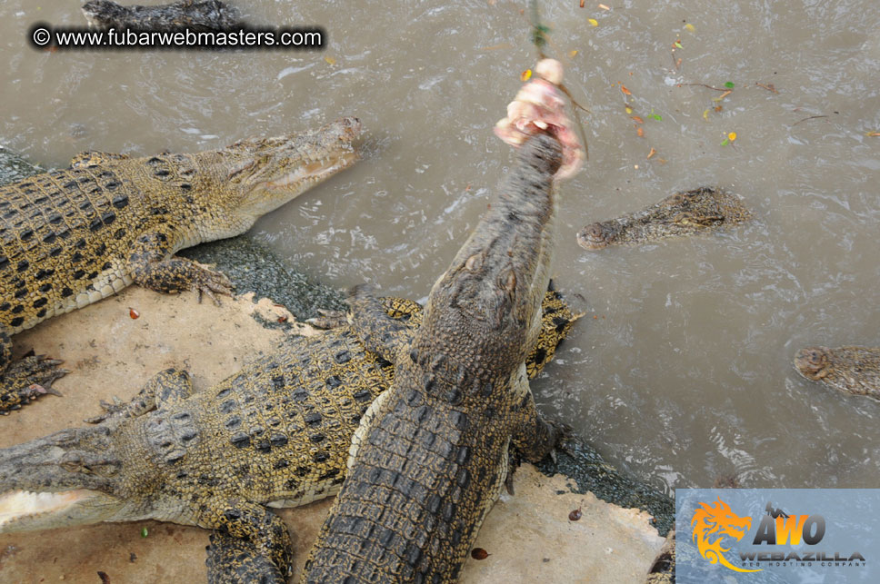 Crocodile Farm