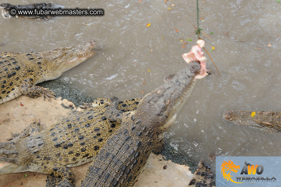 Crocodile Farm