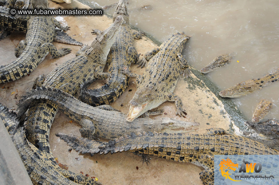 Crocodile Farm