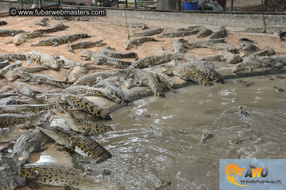 Crocodile Farm