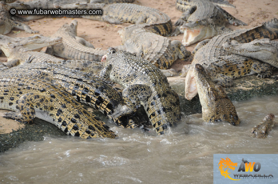 Crocodile Farm