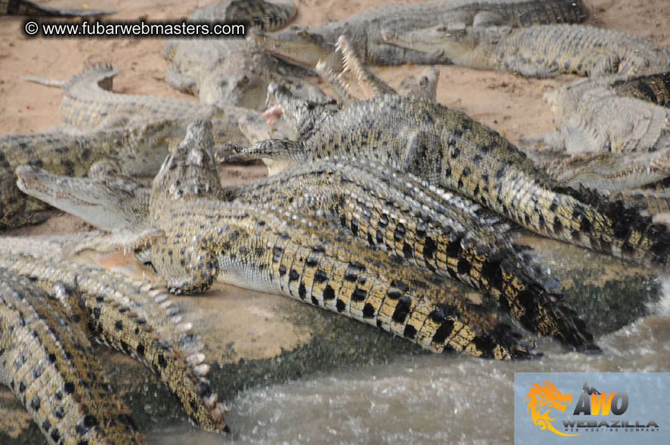 Crocodile Farm