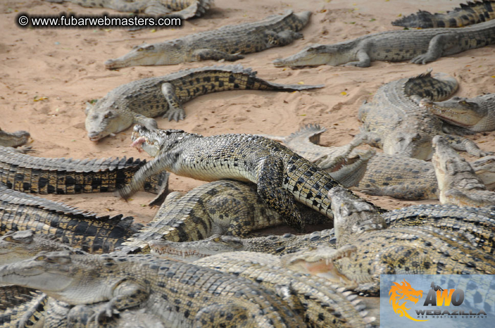 Crocodile Farm