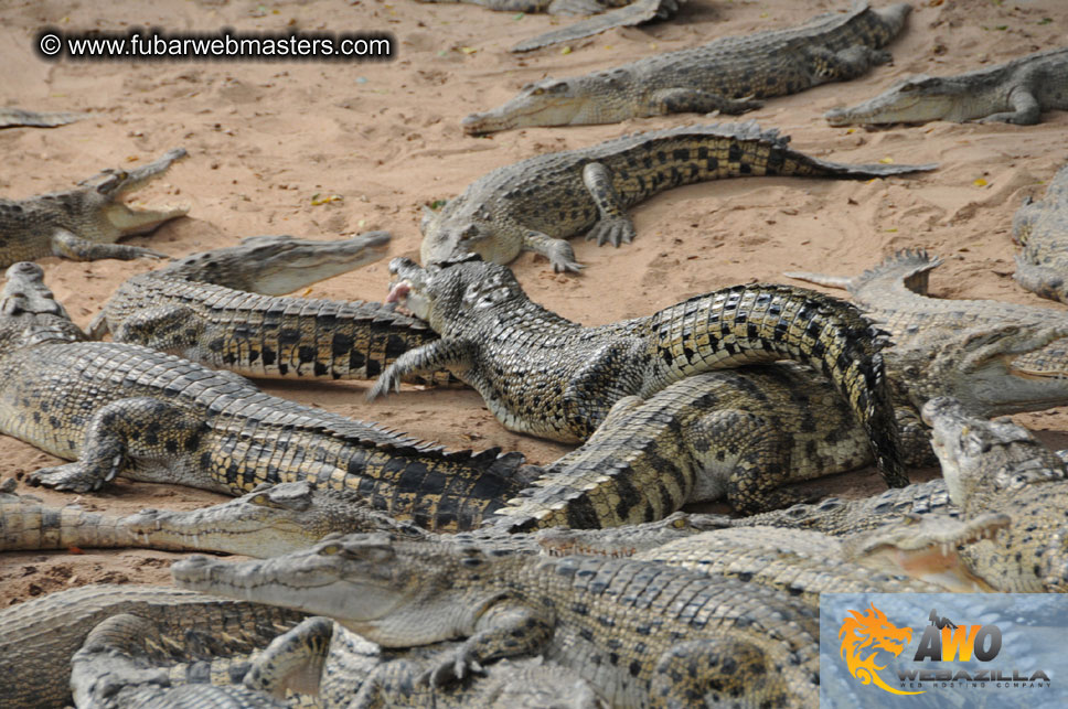 Crocodile Farm