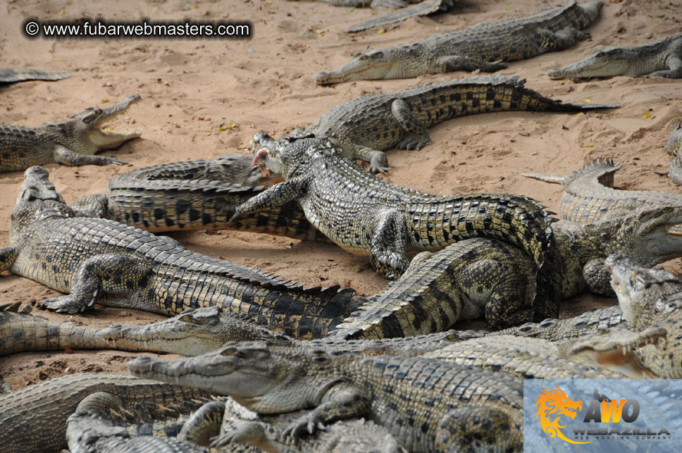 Crocodile Farm