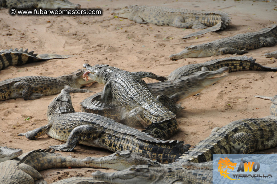 Crocodile Farm