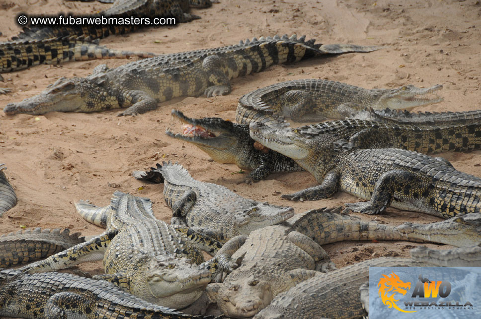 Crocodile Farm