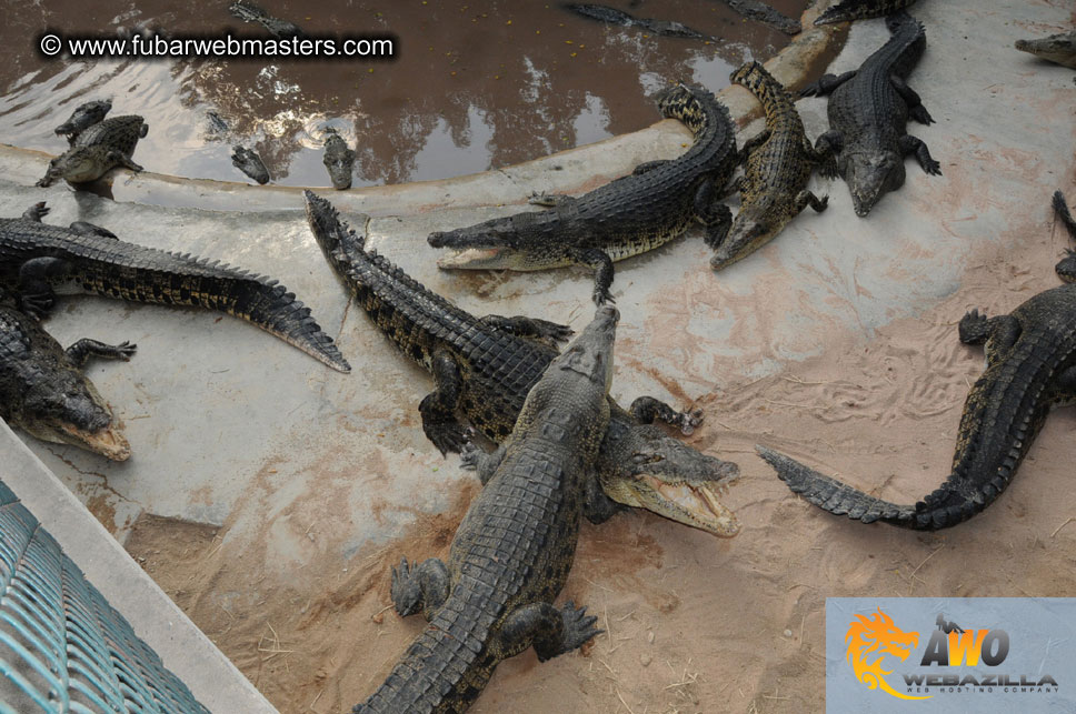 Crocodile Farm