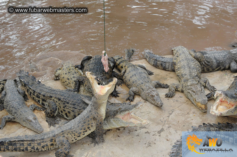 Crocodile Farm