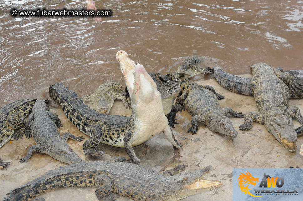 Crocodile Farm