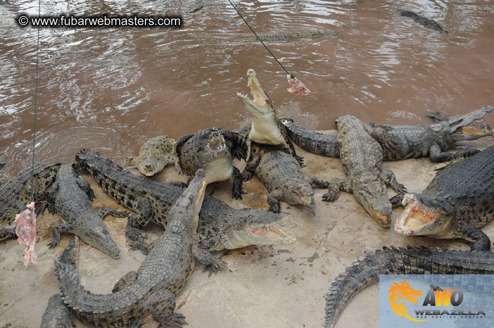 Crocodile Farm