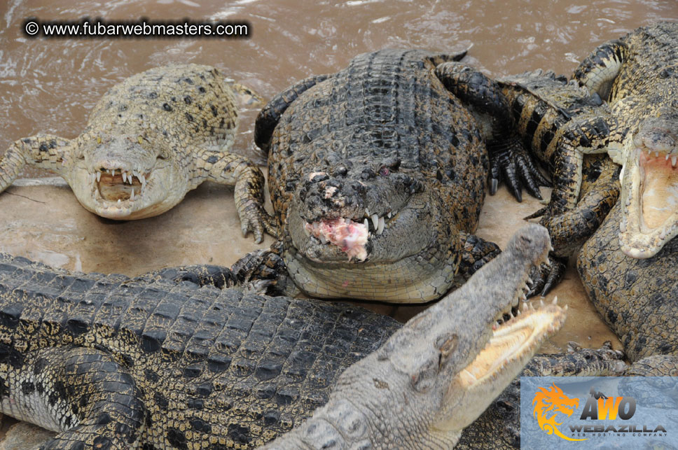 Crocodile Farm