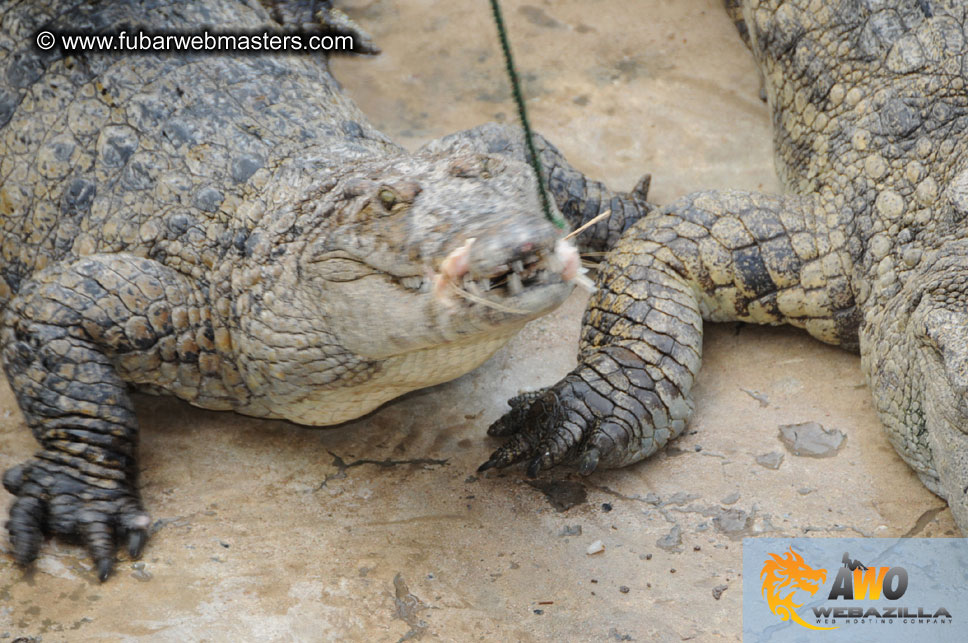 Crocodile Farm