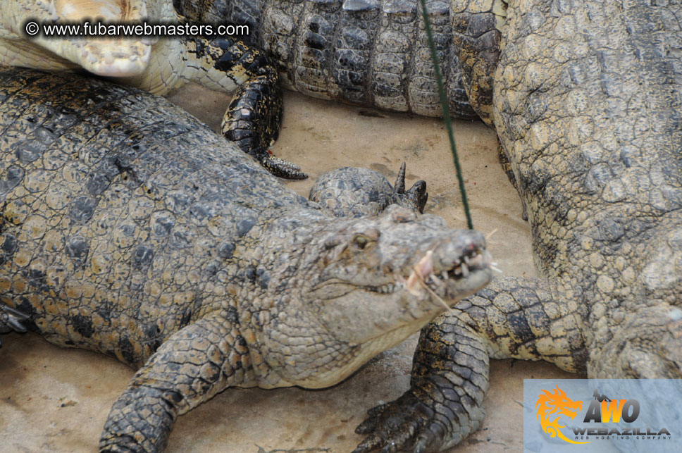 Crocodile Farm