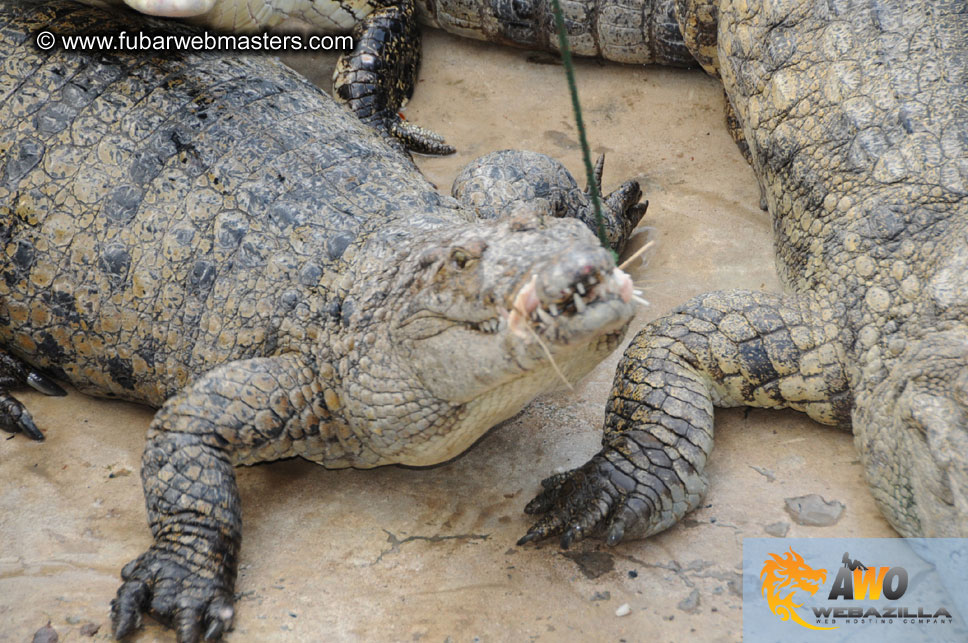 Crocodile Farm