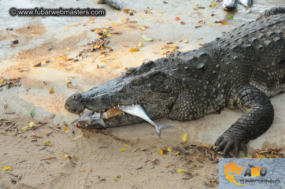 Crocodile Farm