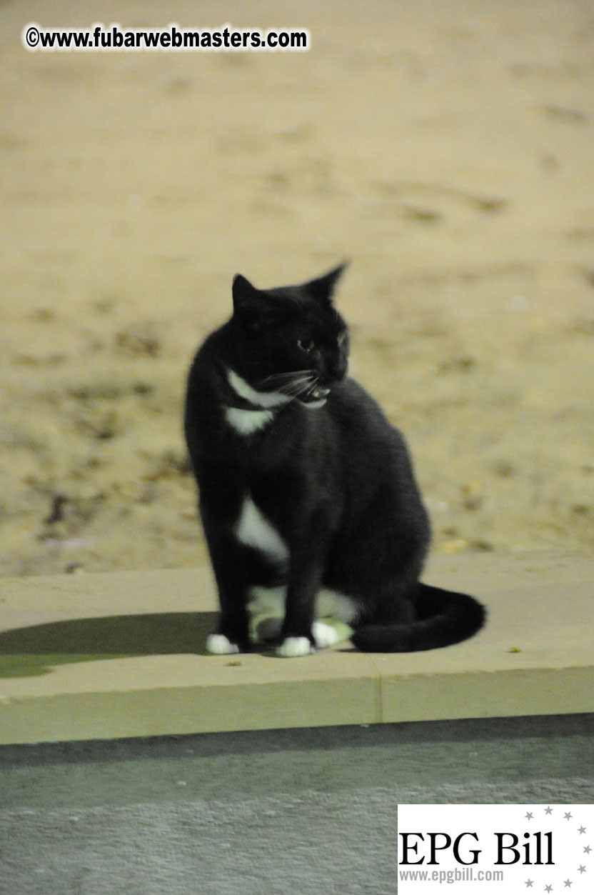 Early Arrivals & Beach Scenes