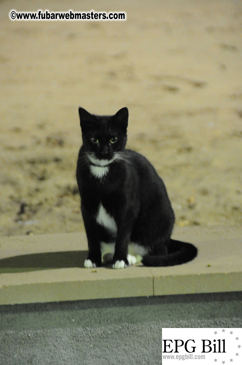 Early Arrivals & Beach Scenes