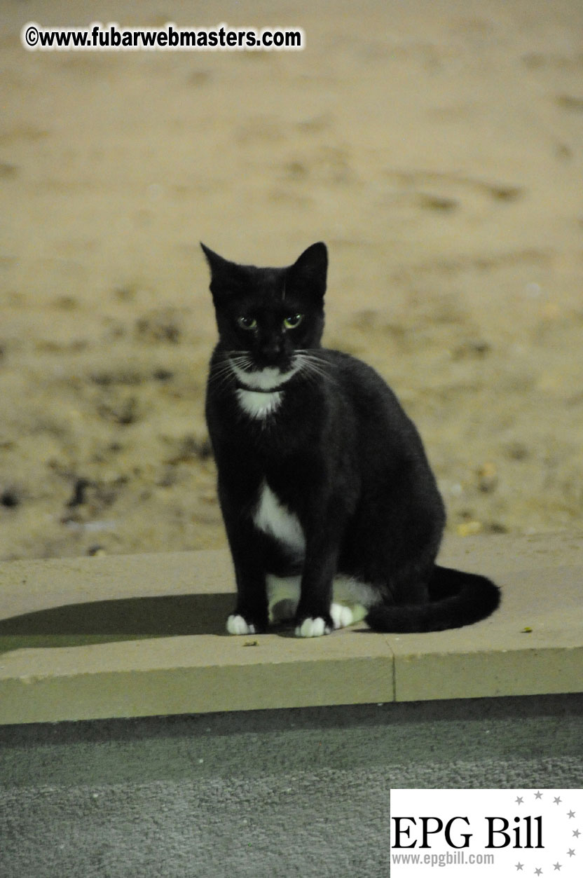 Early Arrivals & Beach Scenes