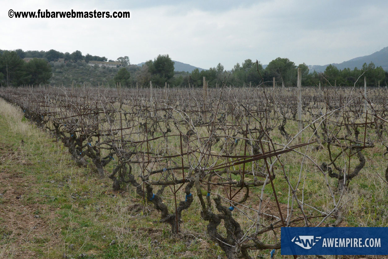 Spanish Wine Tasting