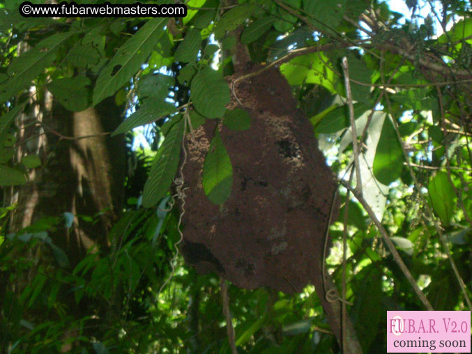 Rainforest Canopy Tours