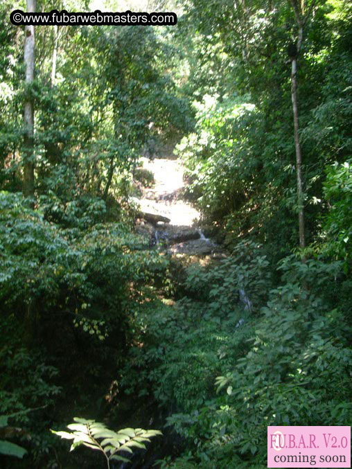 Rainforest Canopy Tours