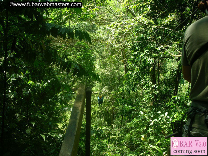 Rainforest Canopy Tours