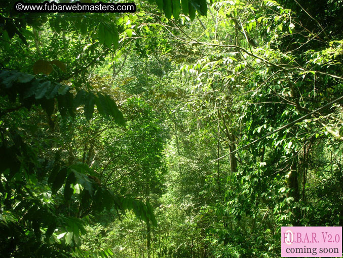 Rainforest Canopy Tours