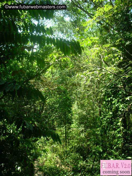 Rainforest Canopy Tours