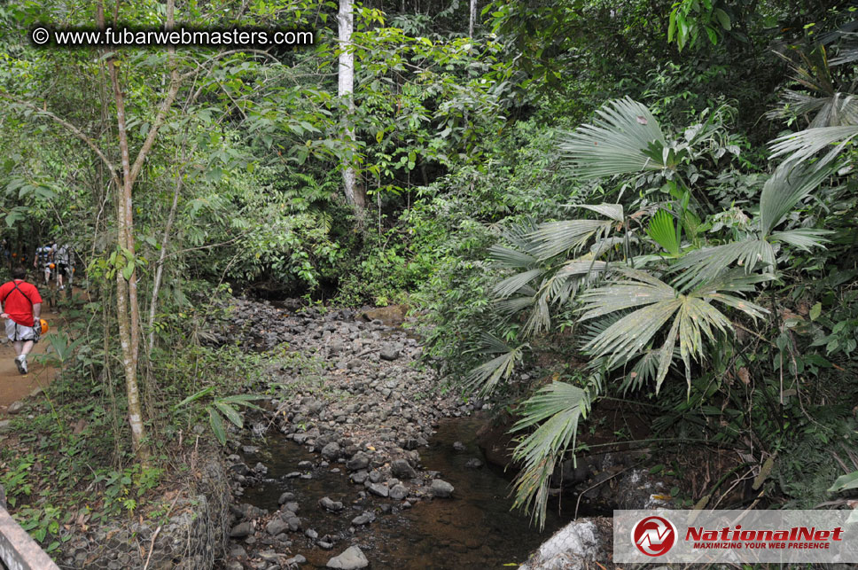 Rainforest Canopy Tours