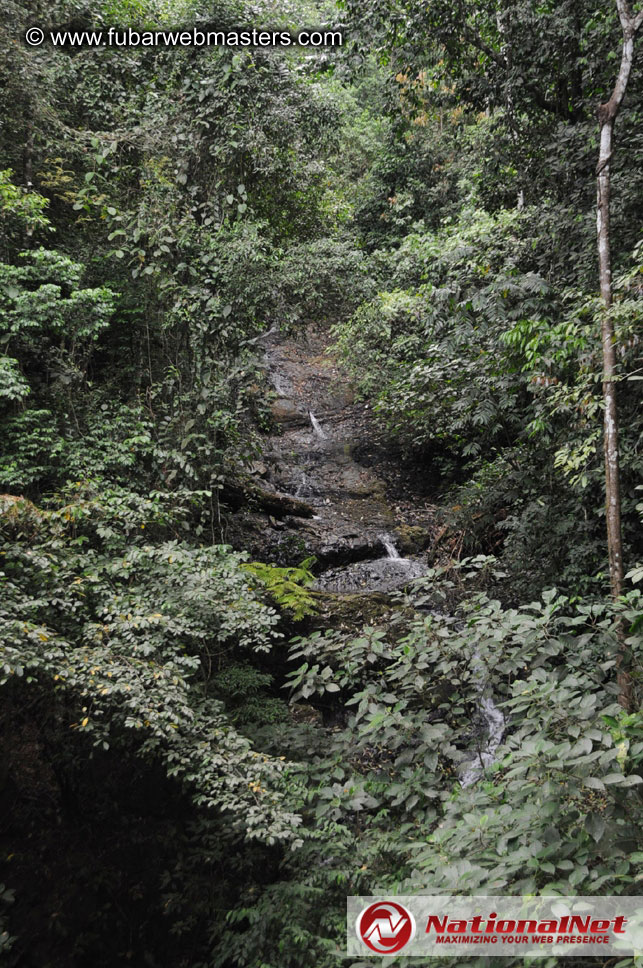 Rainforest Canopy Tours