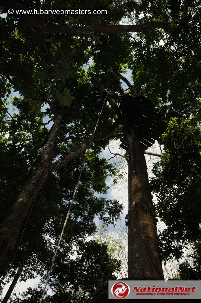 Rainforest Canopy Tours