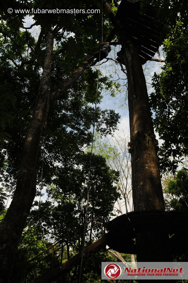 Rainforest Canopy Tours