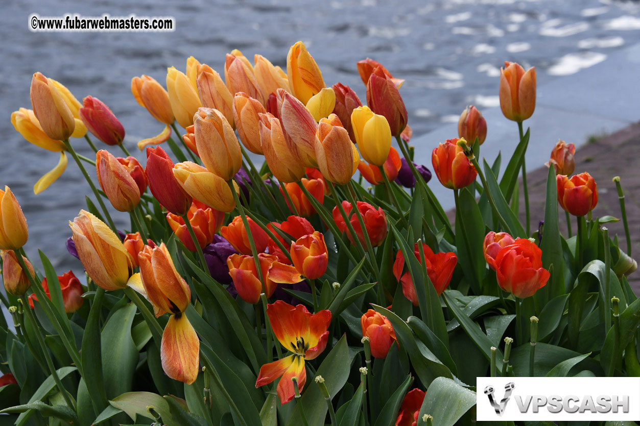 Kings Day in Amsterdam