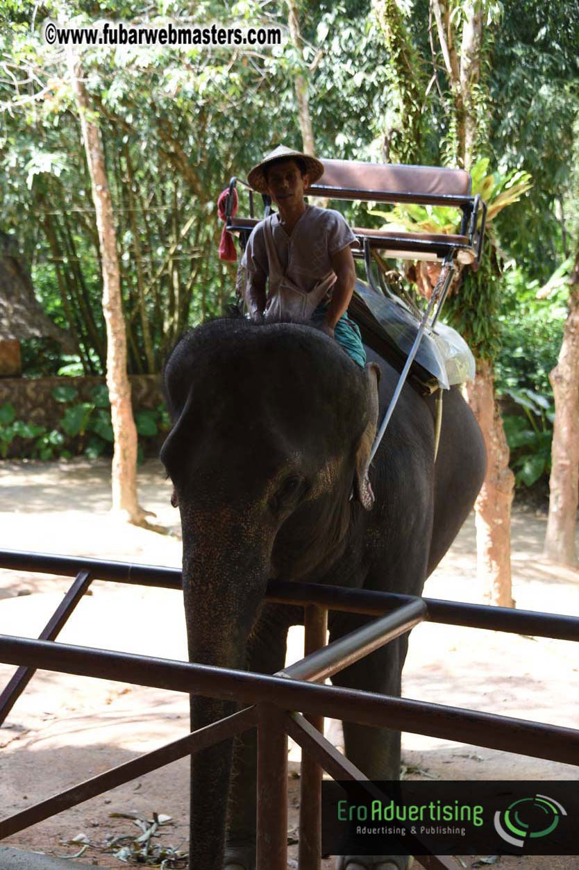 Elephant Safari