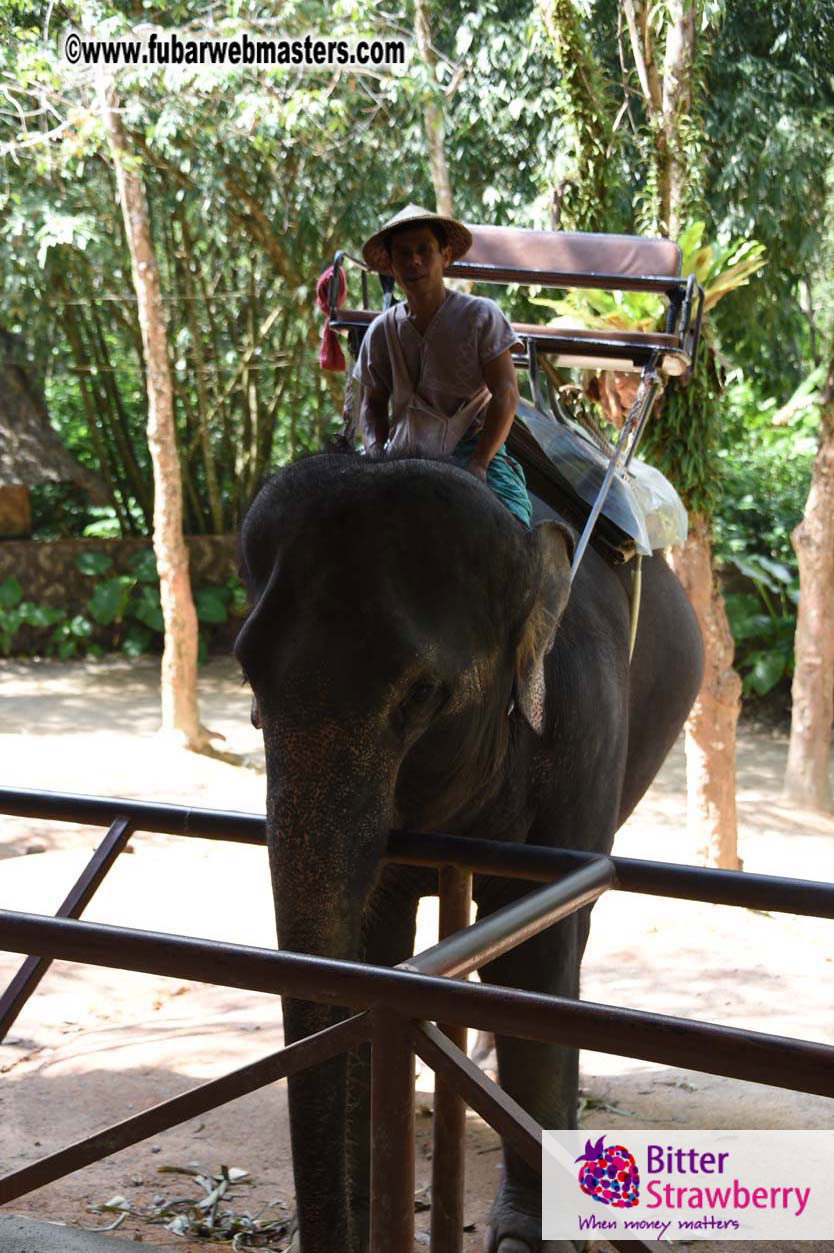 Elephant Safari