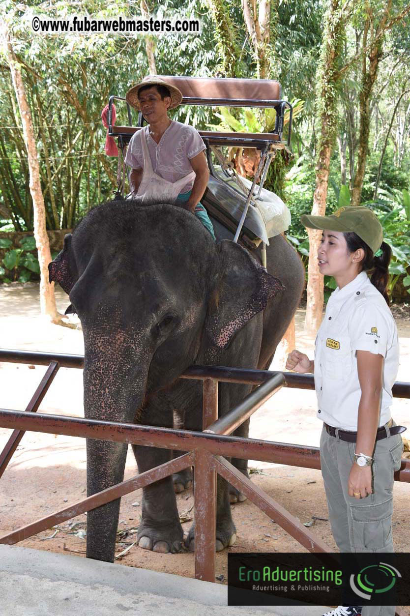 Elephant Safari