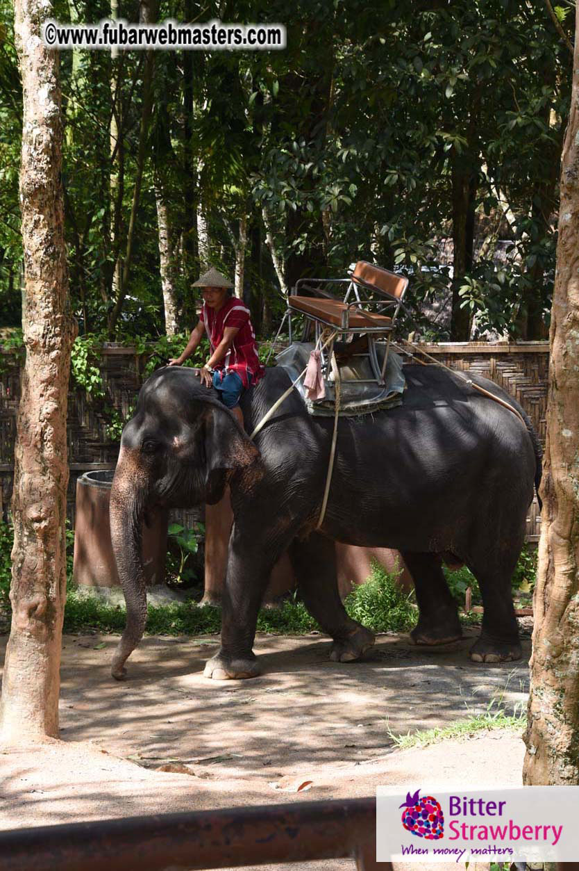 Elephant Safari