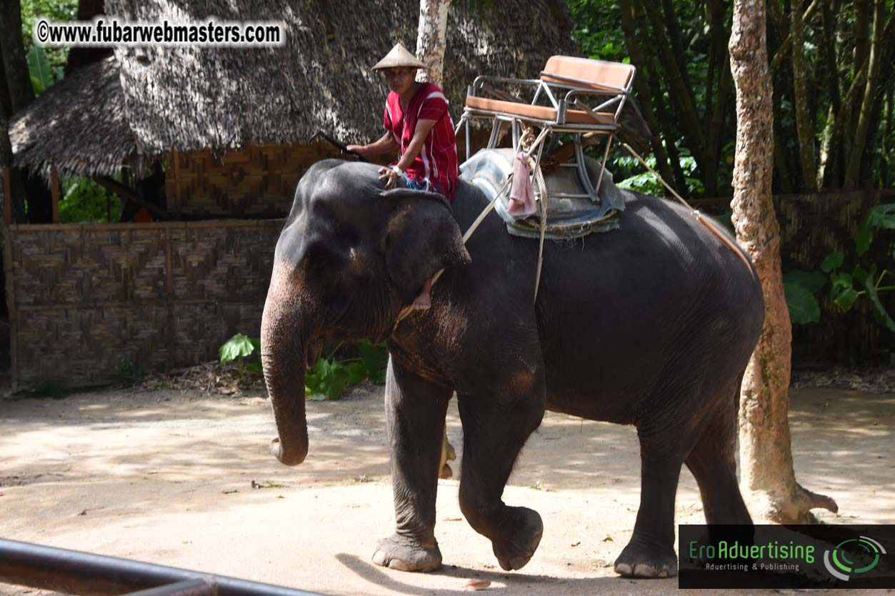 Elephant Safari