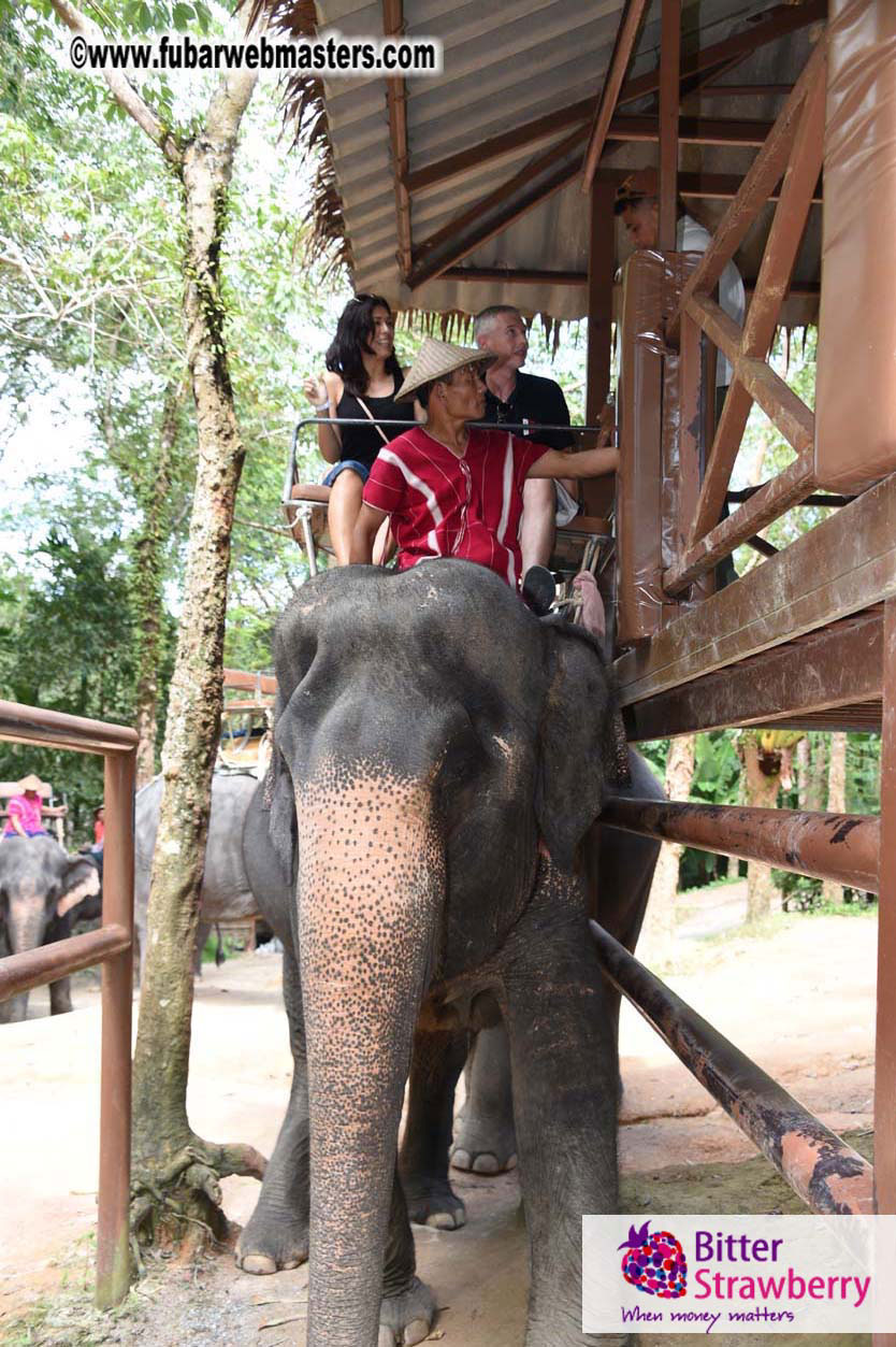 Elephant Safari